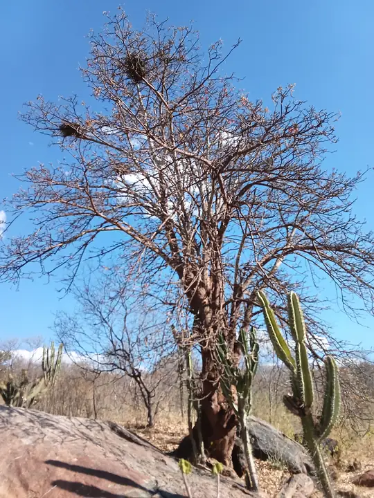 Árvore de grande porte sem folhas, cercada de cactos, em área de Caatinga na seca.